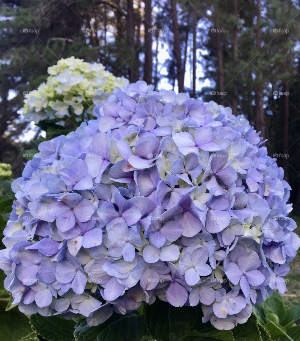 Very beautiful hydrangeas to make our timeline very lively.  Harvested in the Serra do Japi, in Jundiaí (Brazil). / Hortênsias muito bonitas para deixar nossa timeline muito animada. Colhidas na Serra do Japi, em Jundiaí (Brasil).