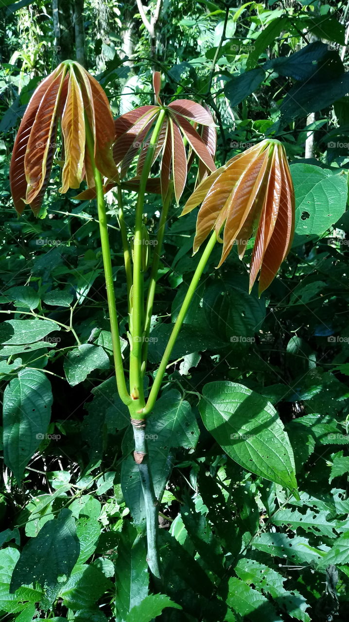 NATURE FOREST BRANCH