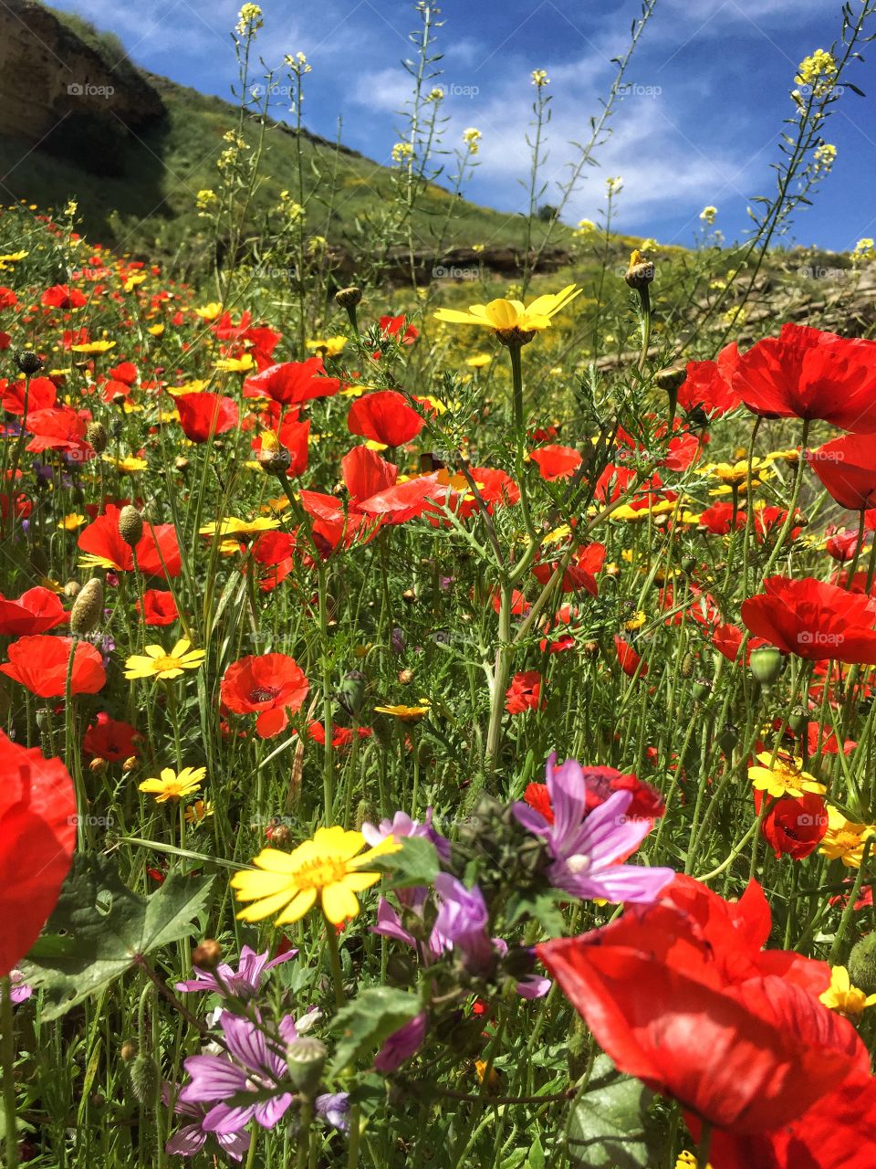 Nothing compares to the amazing variety of colors in spring when everything blossoms!! What would life be without colors? 