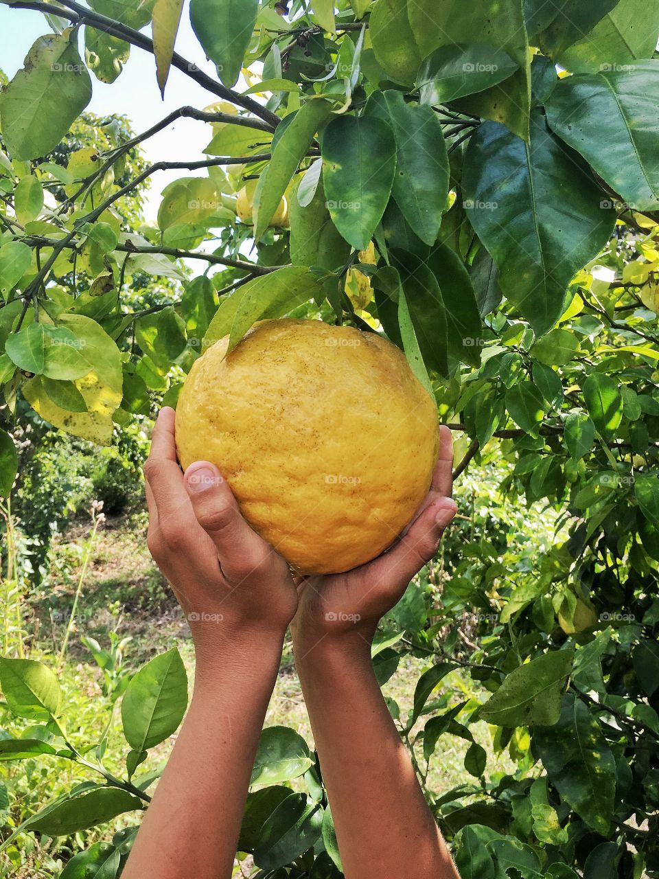 Grabbing a giant lemon in both hands from tree.