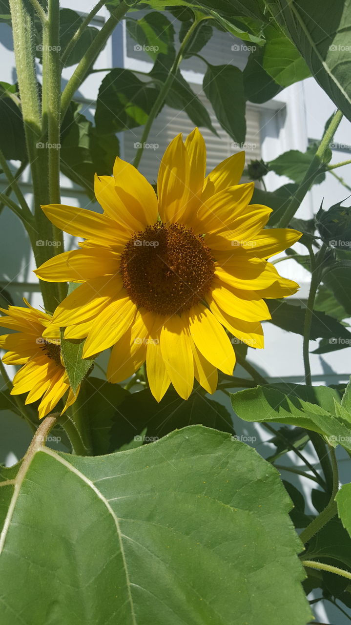 sunflower