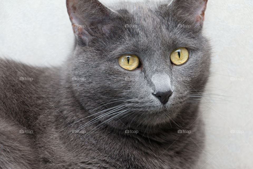 Russian blue cat