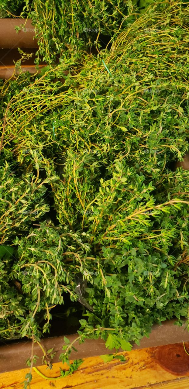 thyme great herb and vitamins