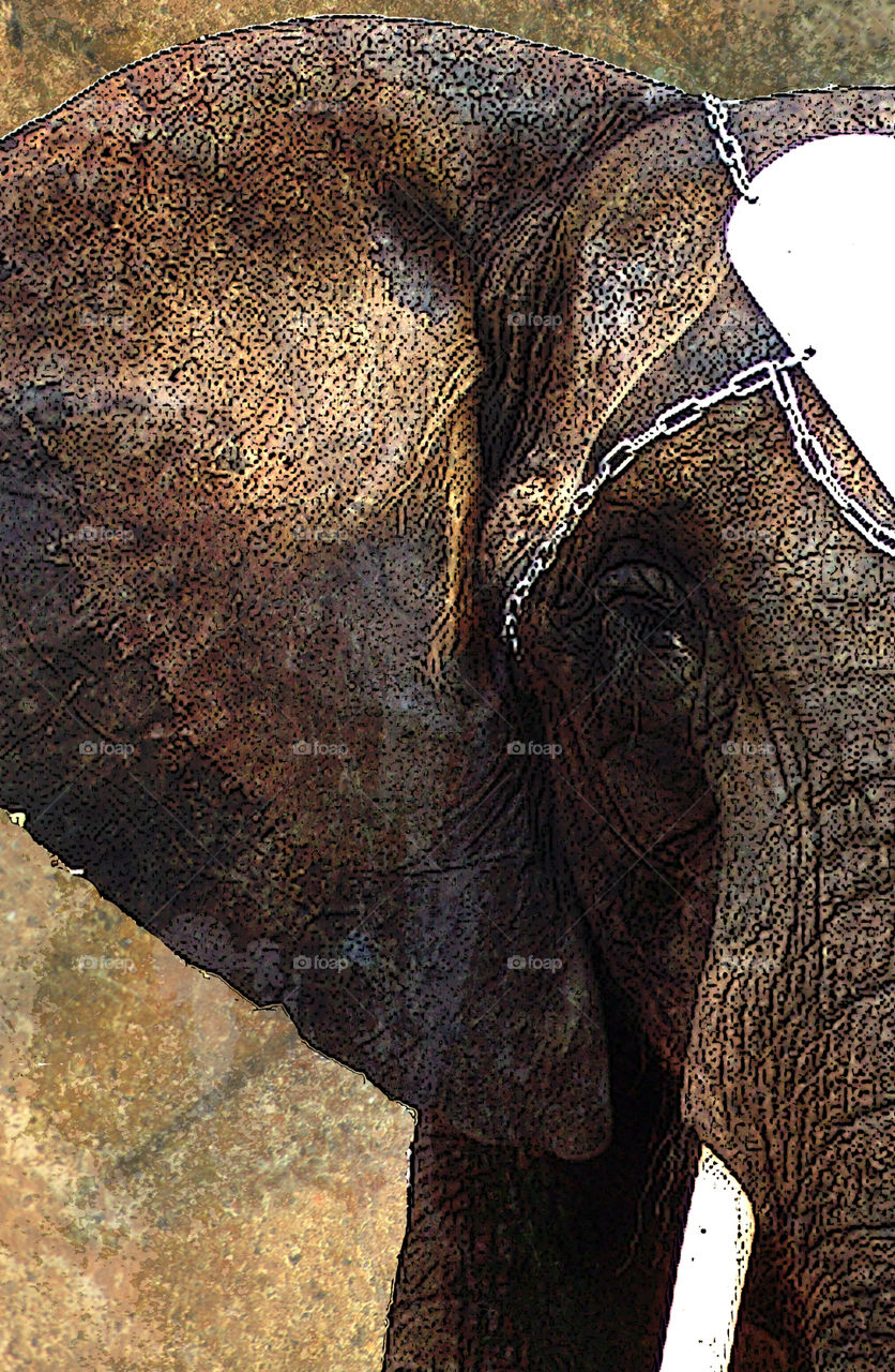 Grunge African Elephant Closeup. I took this photo of a beautiful elephant in a small traveling circus a few years ago. I wanted to create a unique image with the grunge effect. 