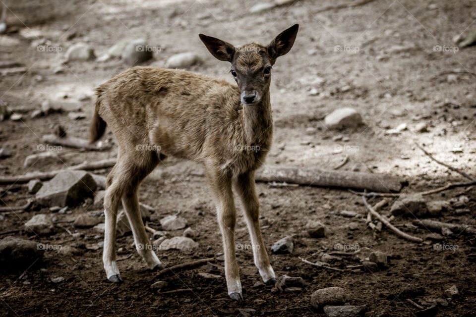 Baby deer
