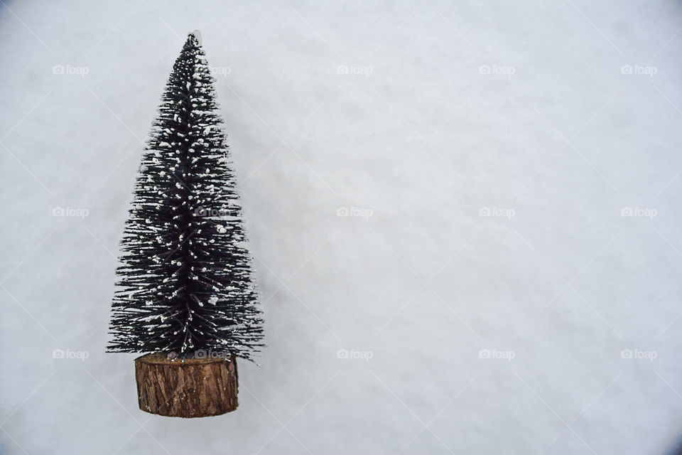 Fir on the snow