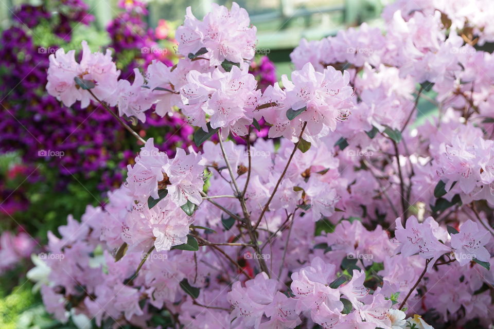 Cherry blossom tree