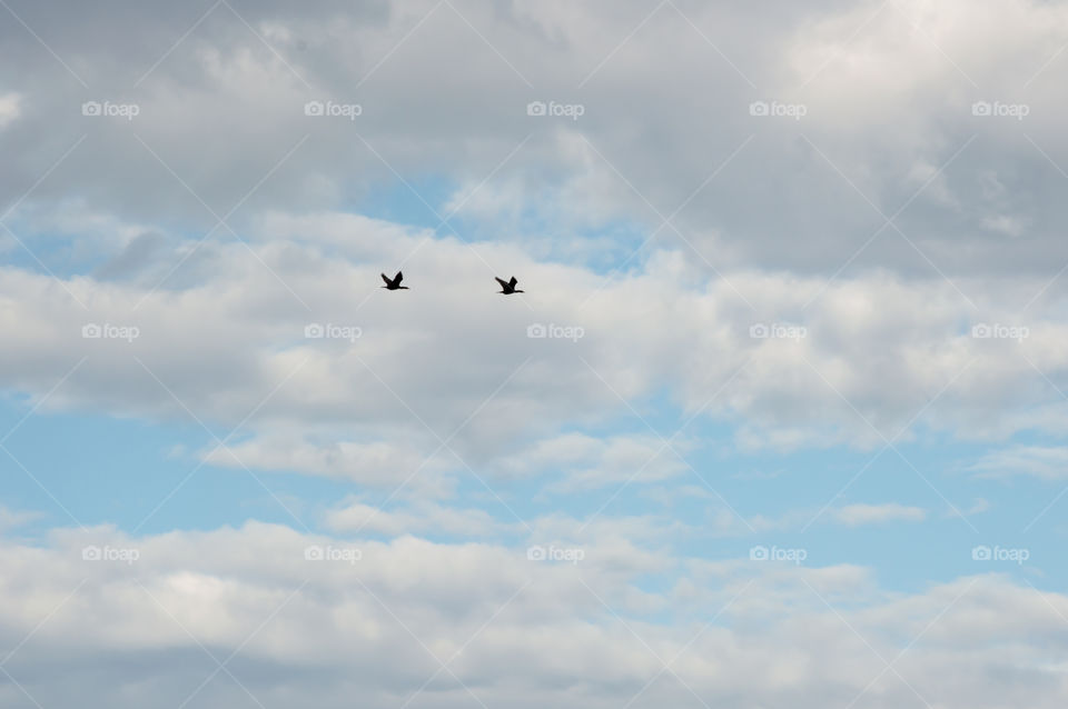 Two Canadian Geese flying through cloudy blue and grey sky in distance 