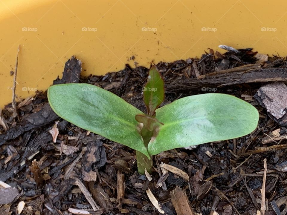 Plumeria Seedling