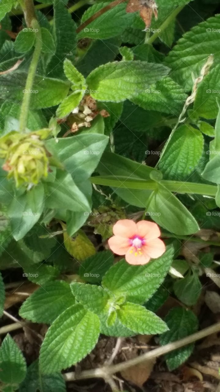 Mini Flower