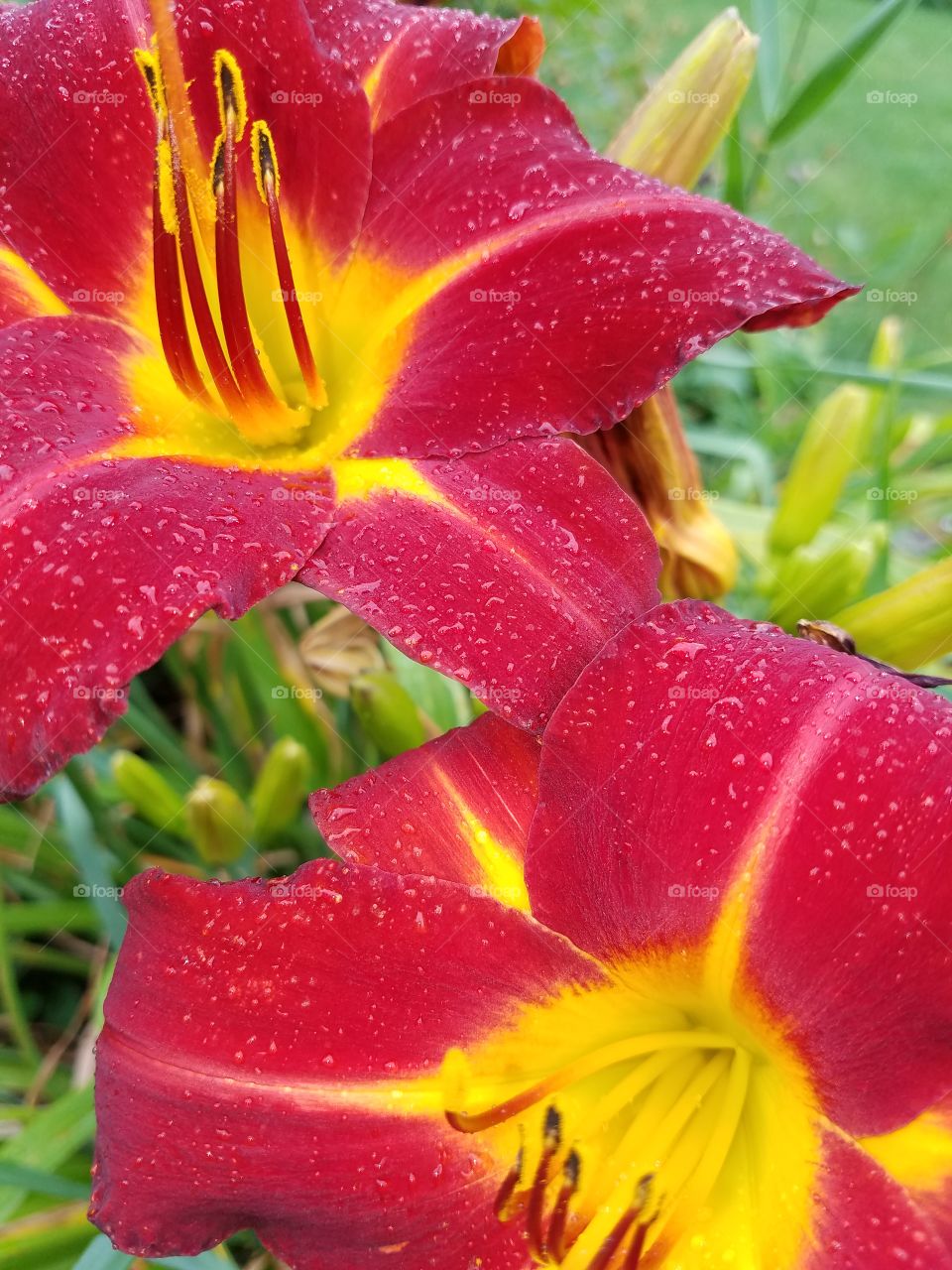 Brightly colored flowers