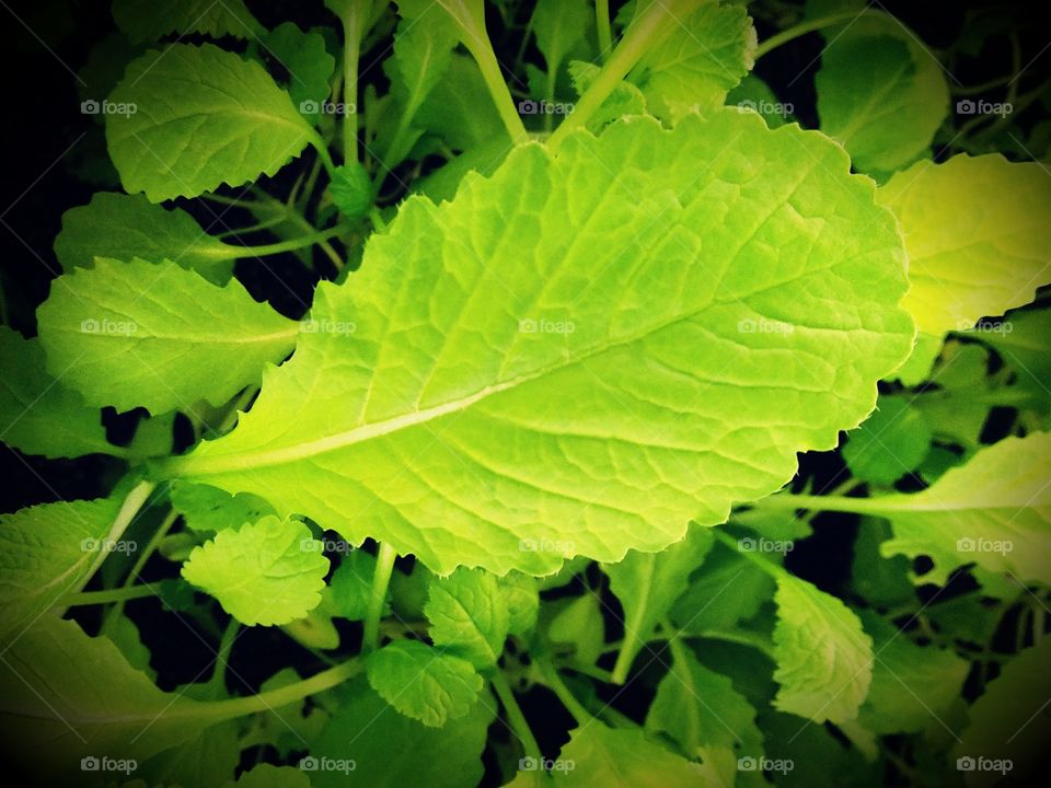 mustard leaf