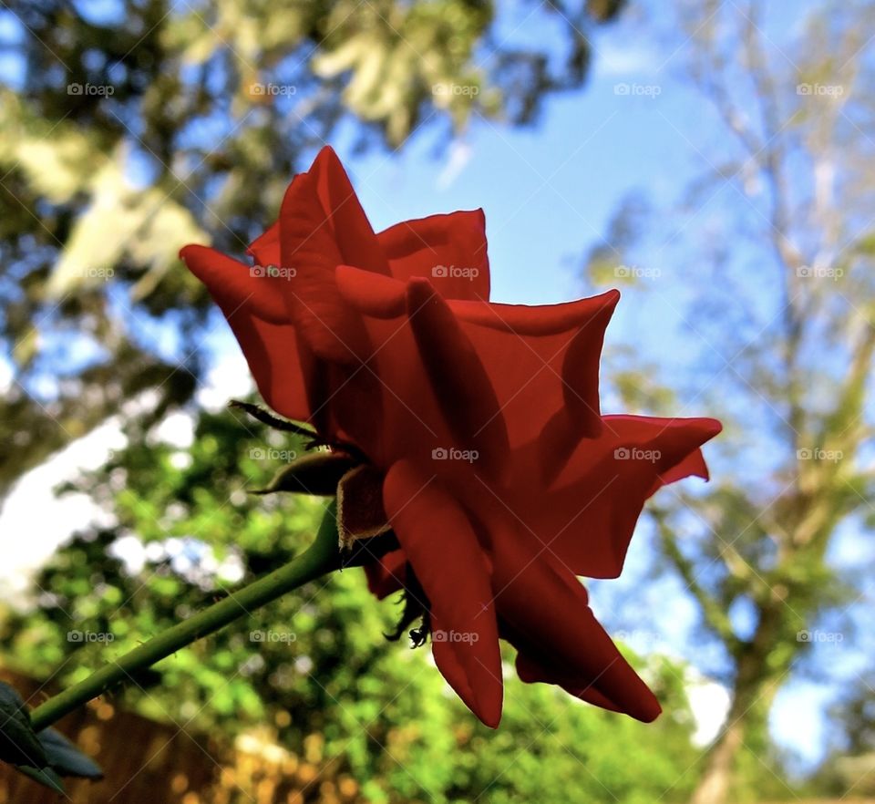 Mini red rose bloom