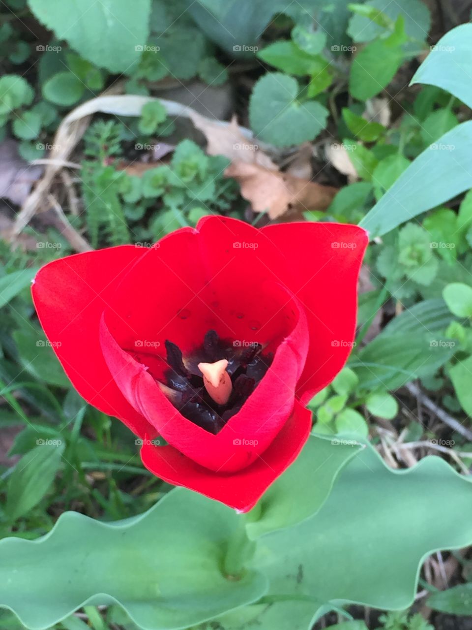 April tulips 