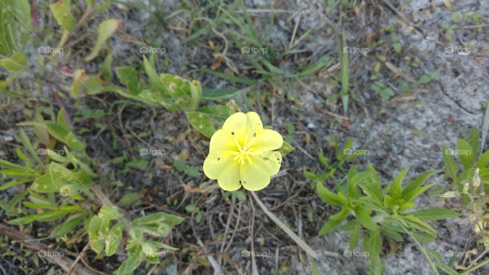 yellow beach flower