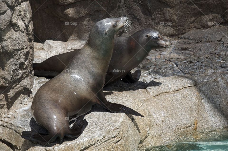 Seals Couple