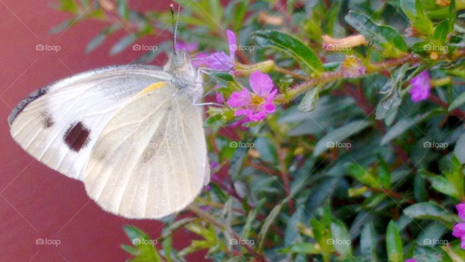 butterfly flower