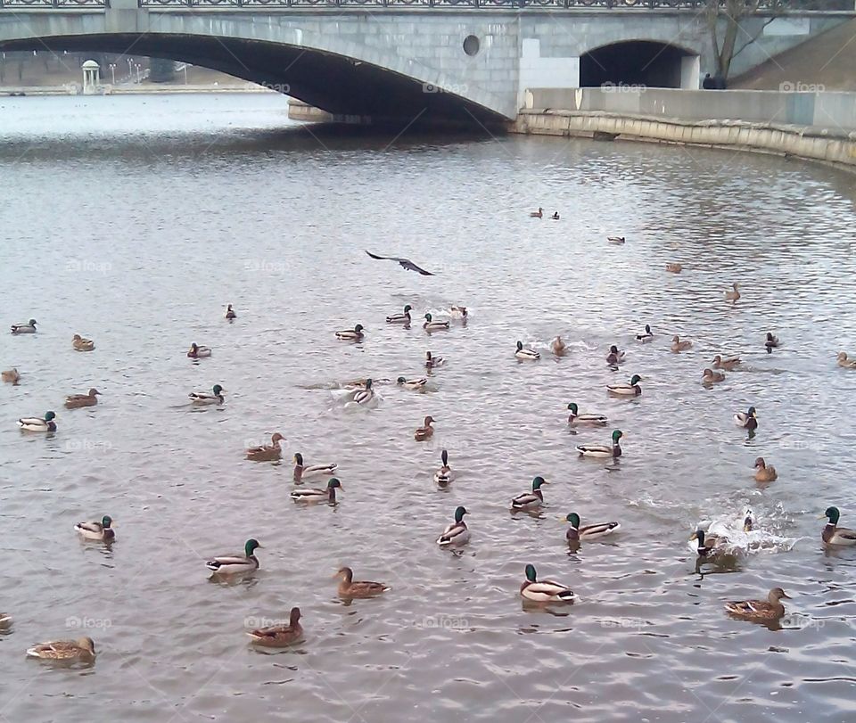 Bird, Duck, Water, No Person, Goose