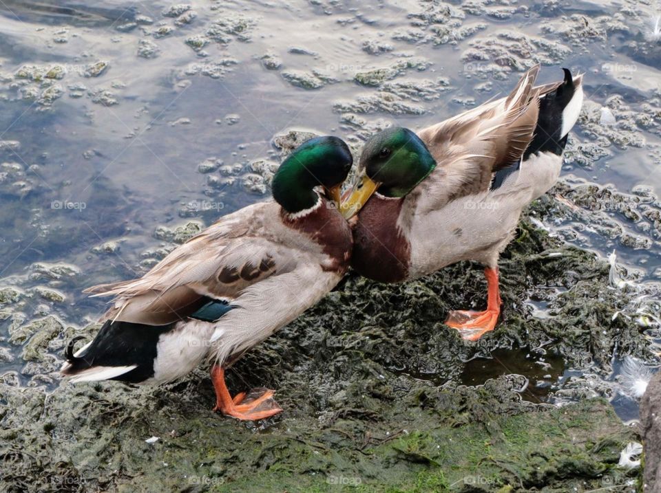 ducks