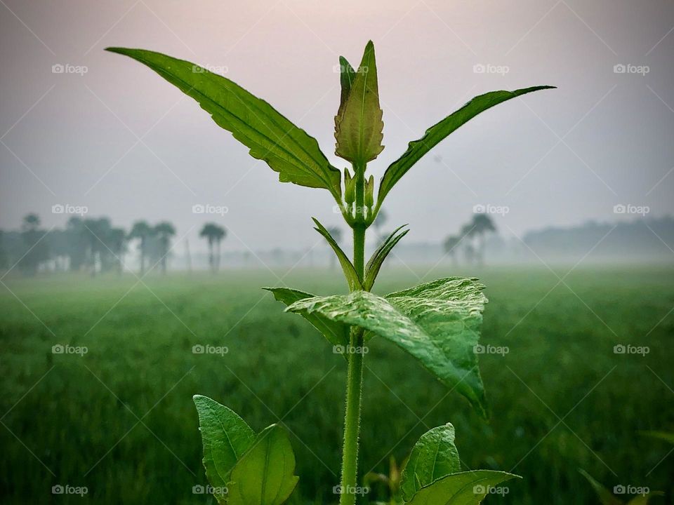 Green tree