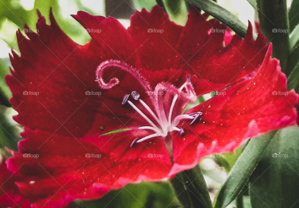 Close up photograph of a red flower.