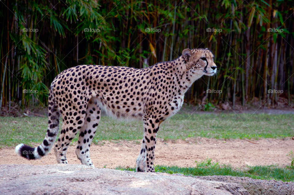 Stoking Cheetah