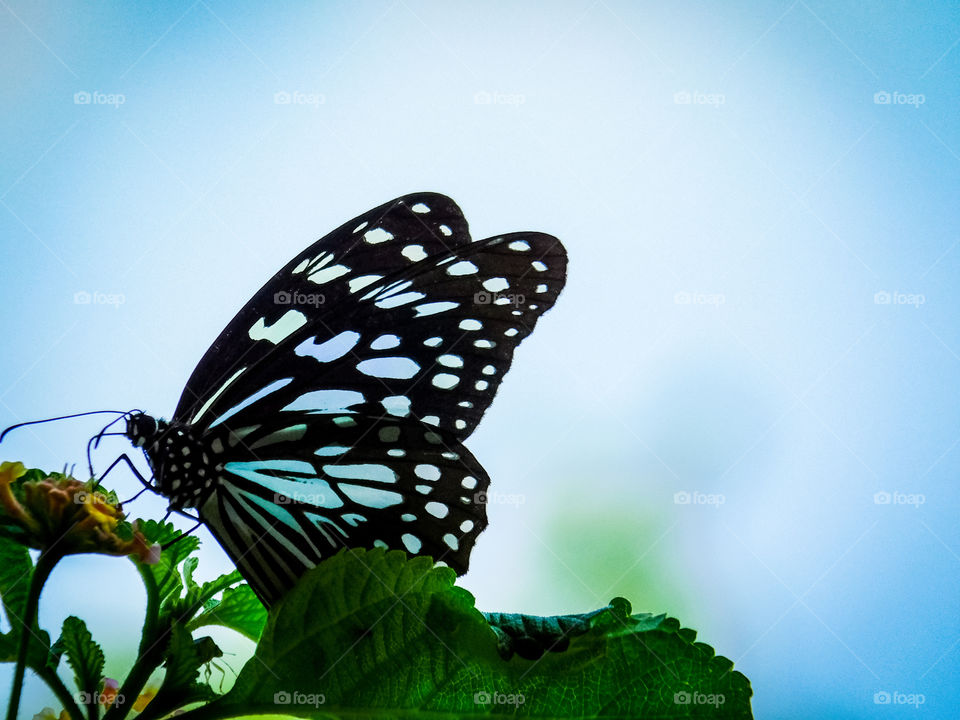 Beautiful butterfly - It is blue tiger butterfly with white spotted spreading wings sucking or collecting nectar. Surrounding is also colourful.