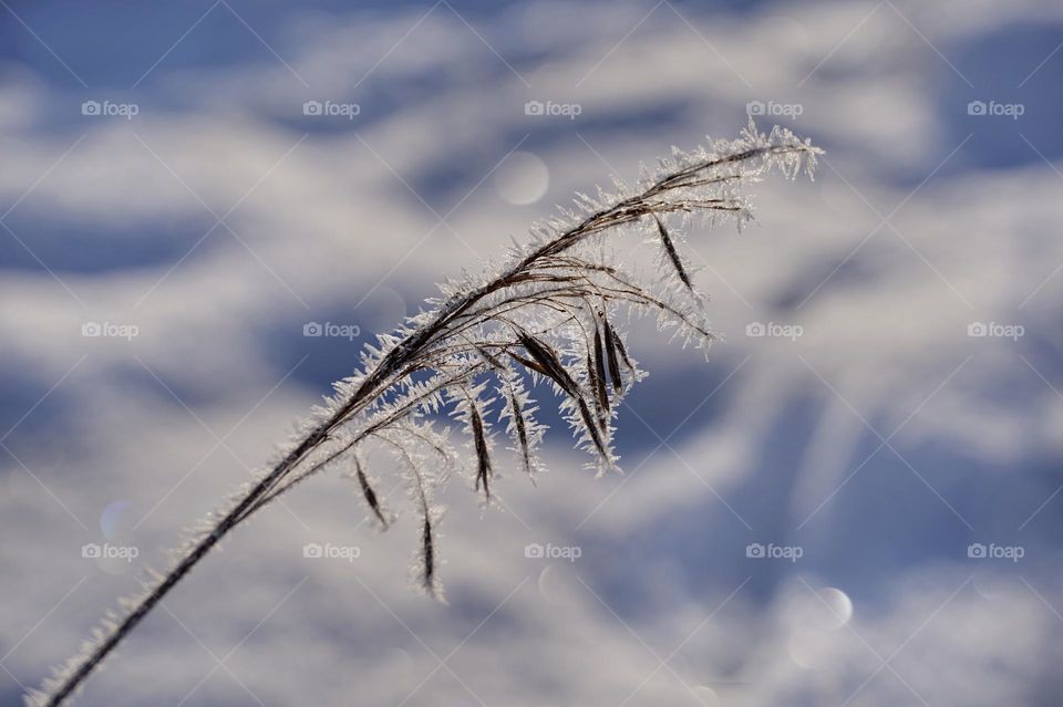 Plant in frost