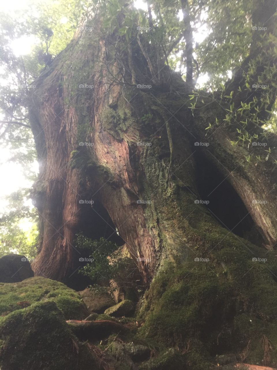 Yakusugi tree in shiratani unsuikyo in Yakushima 