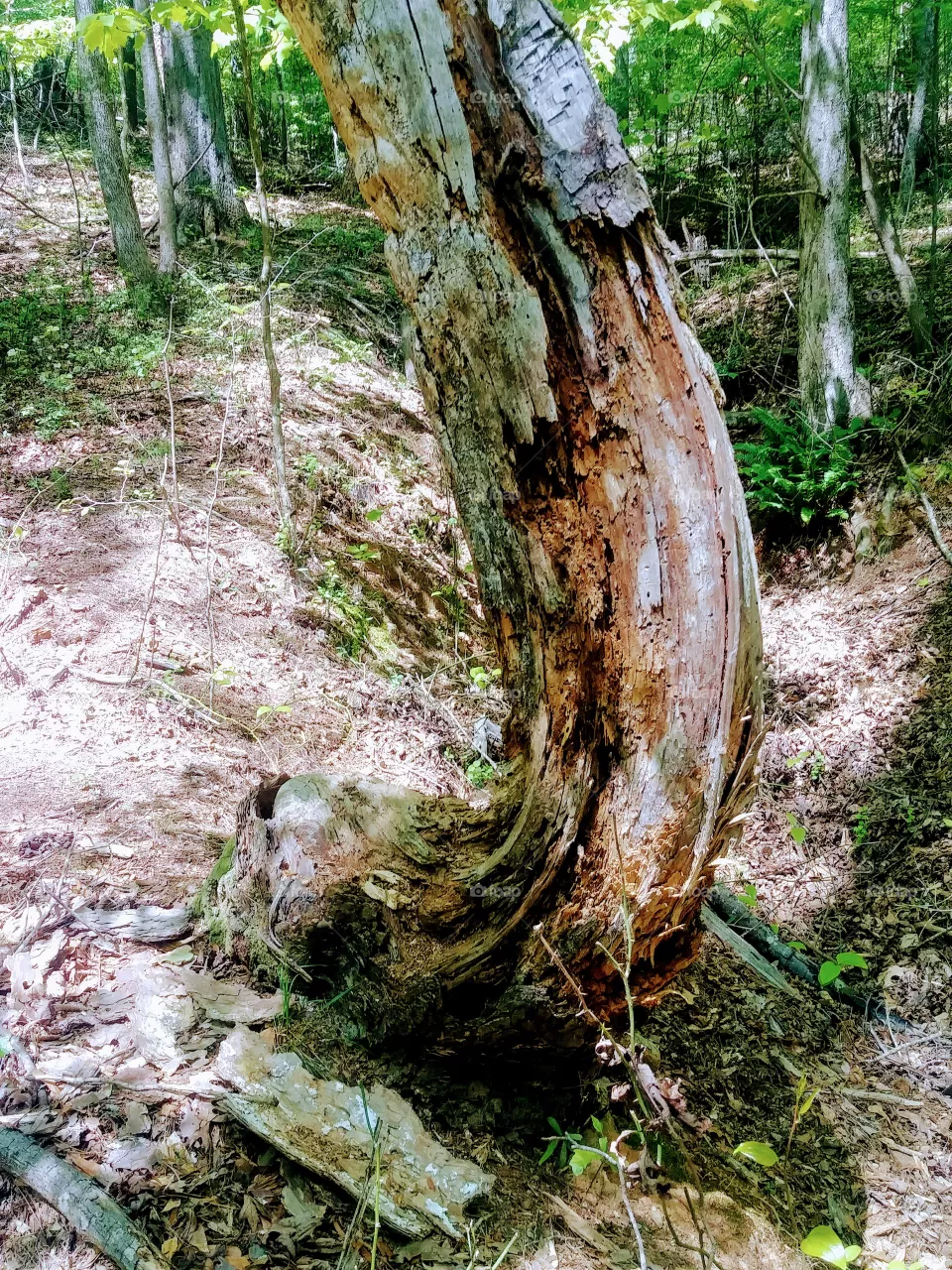 tree