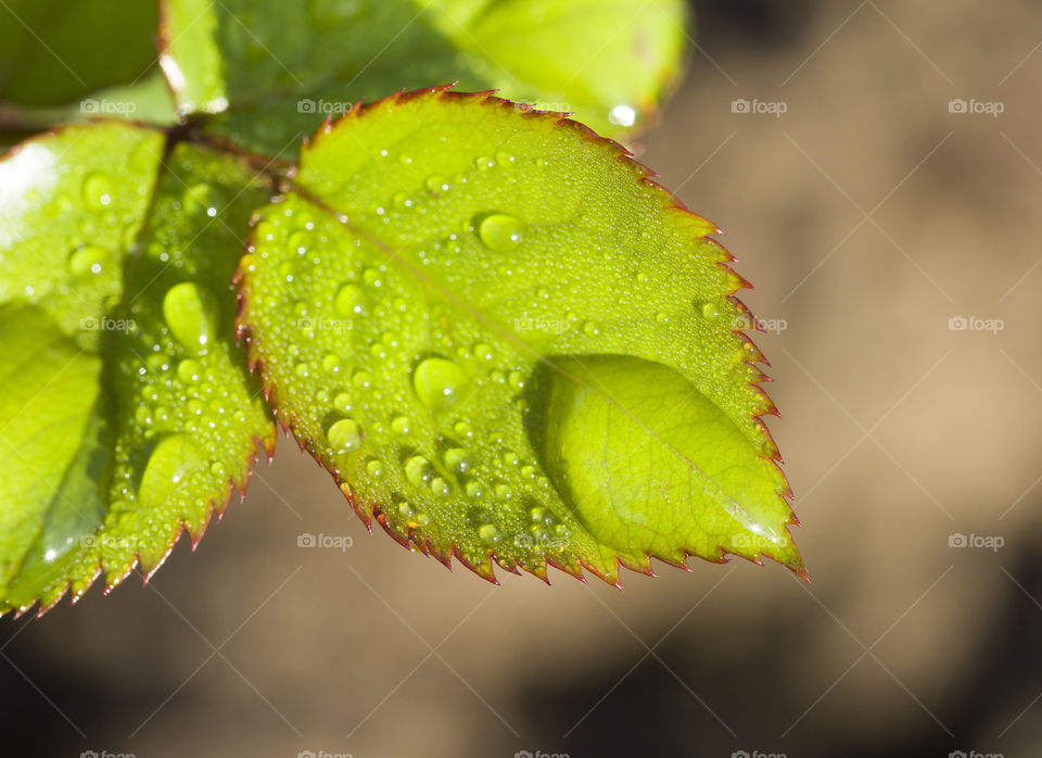 green leaf with rain drops.  spring freshness concept