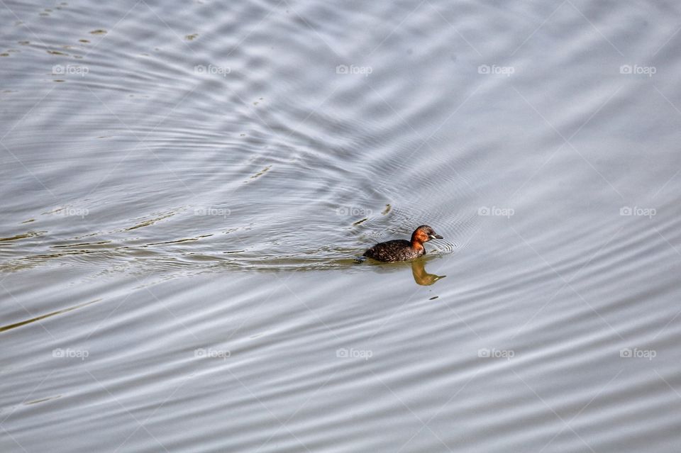 Acquatic bird