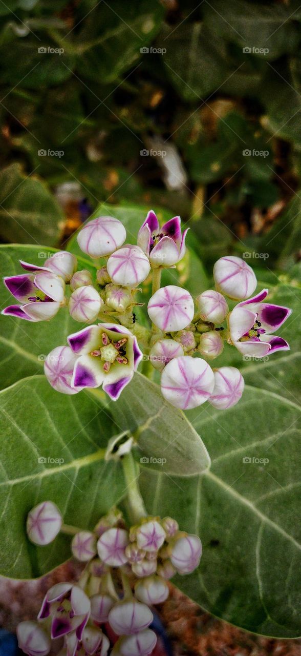 Calotropis