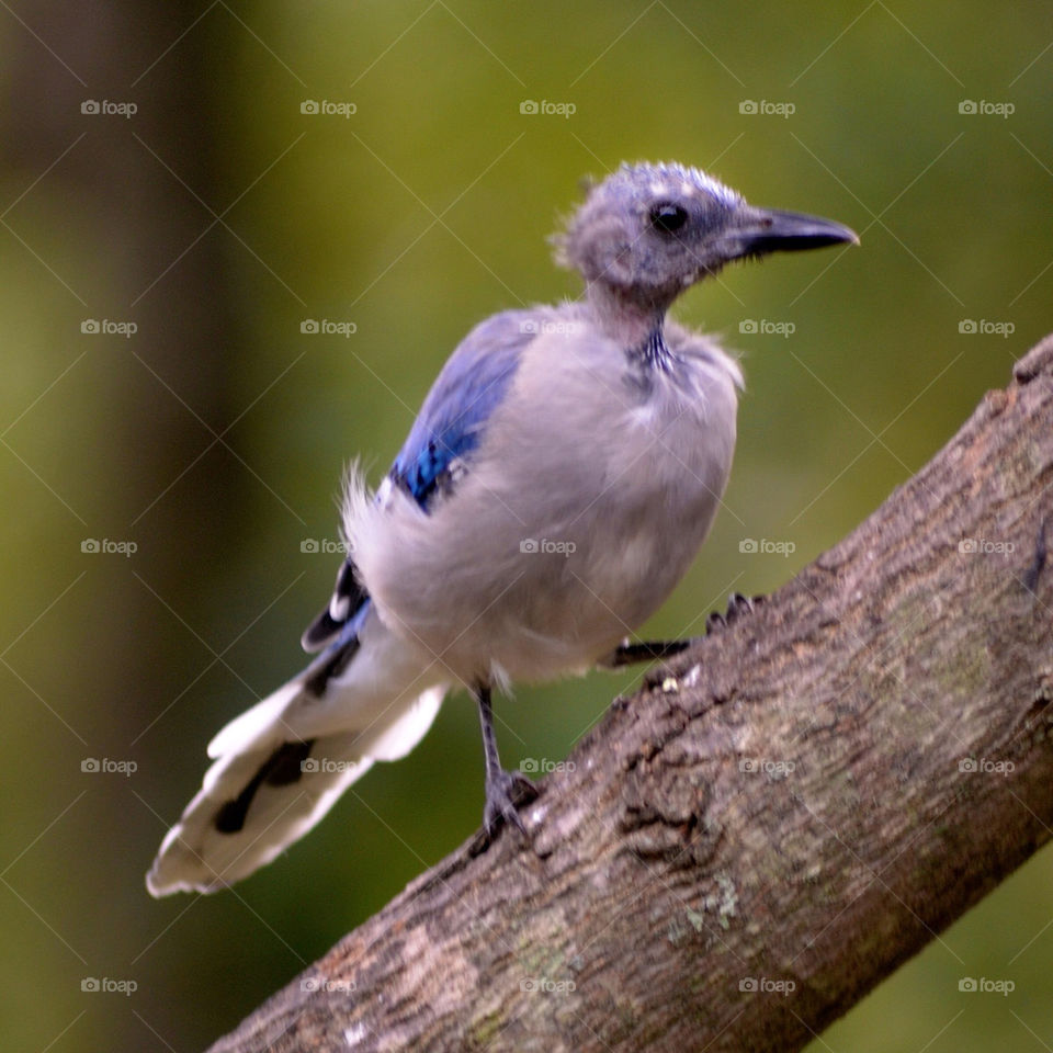 nature blue funny bird by vfritts