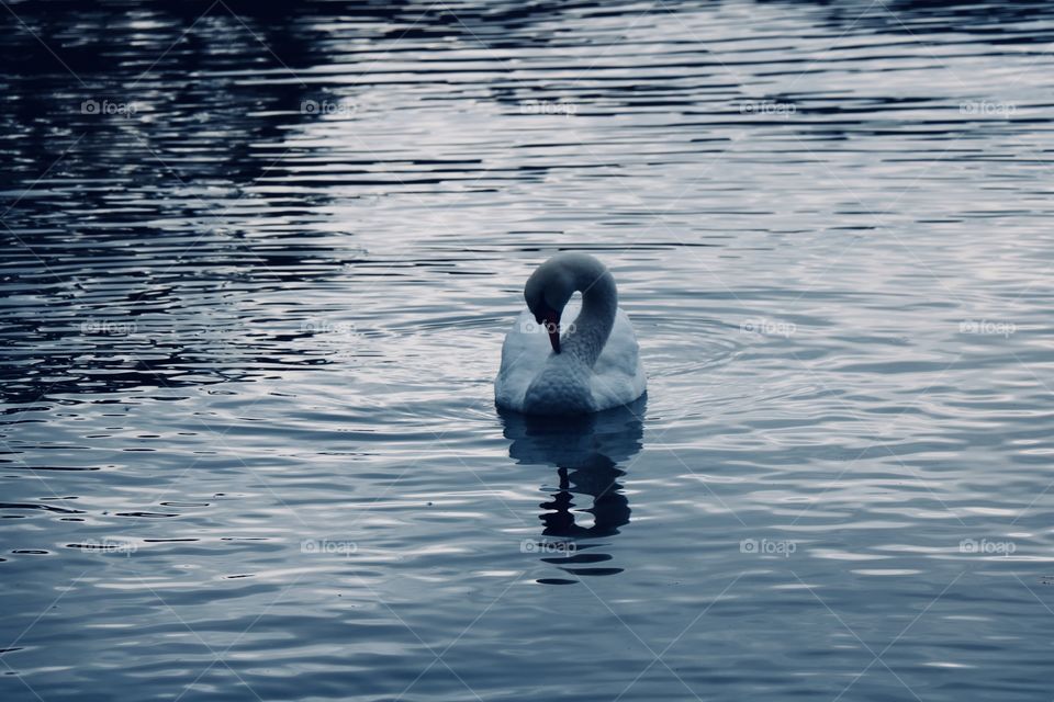 Swan