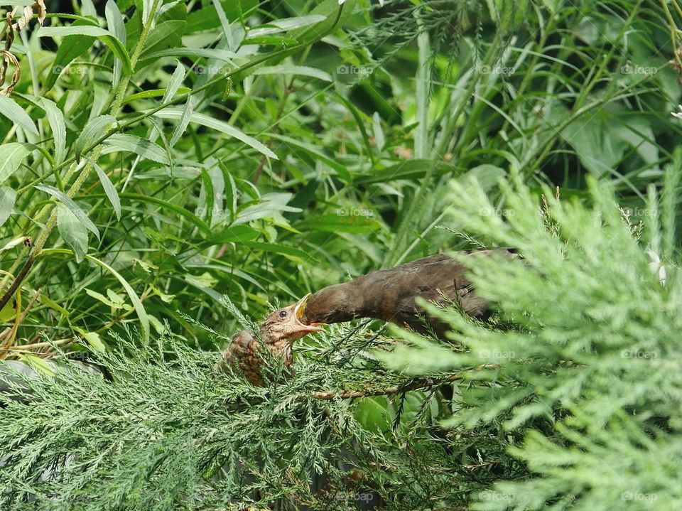 Female blackbird feeding her fledgling