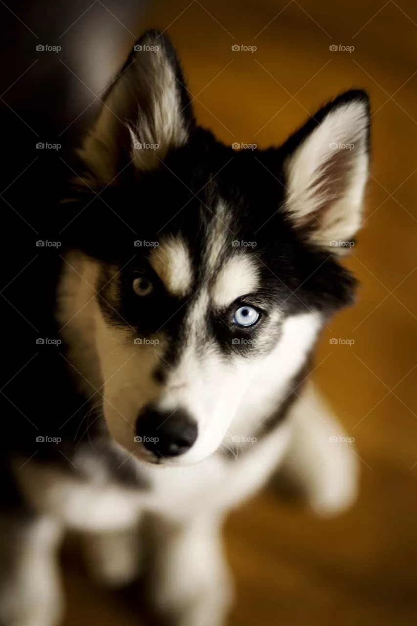 doggy