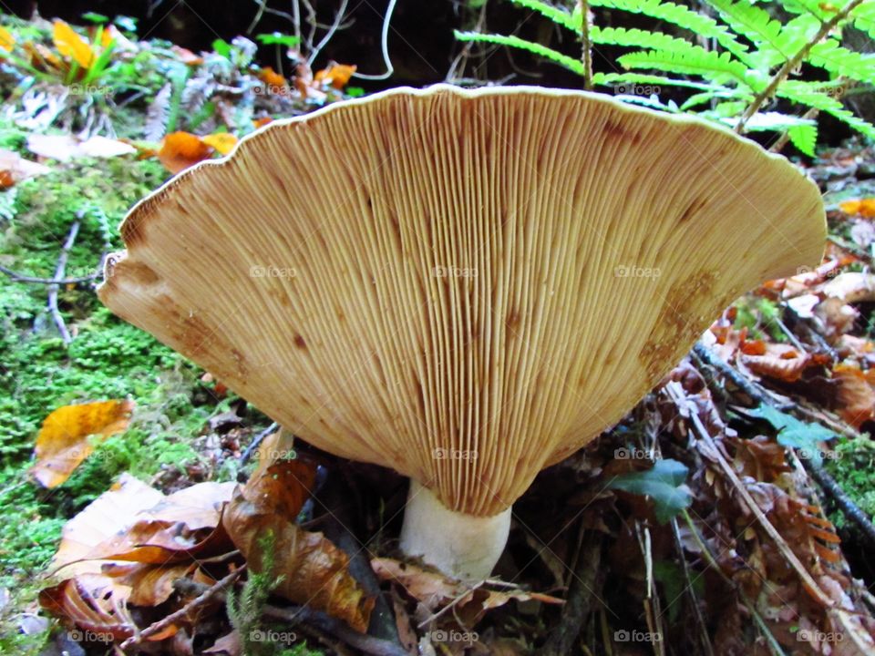 A large mushroom growing on a rotting, moss covered tree log.