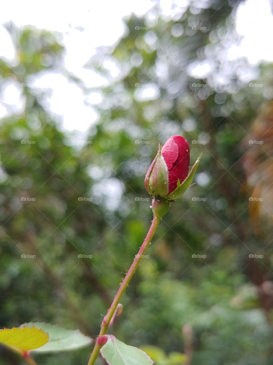 Red rose bud