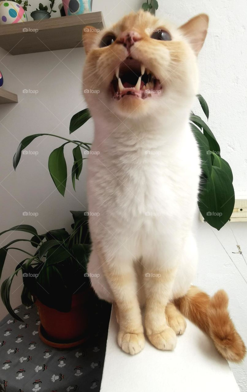 An angry cat