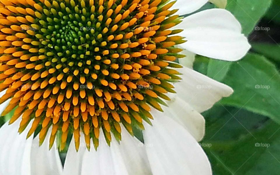 White Coneflower #2