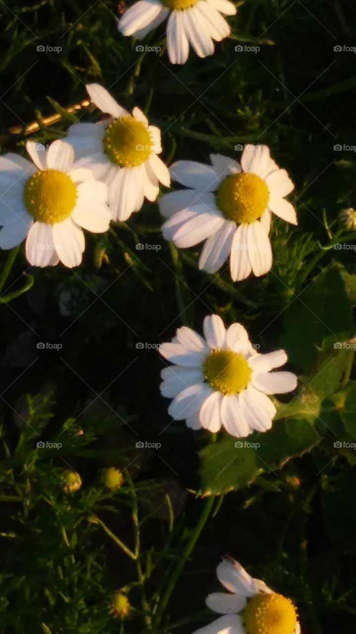 chamomile