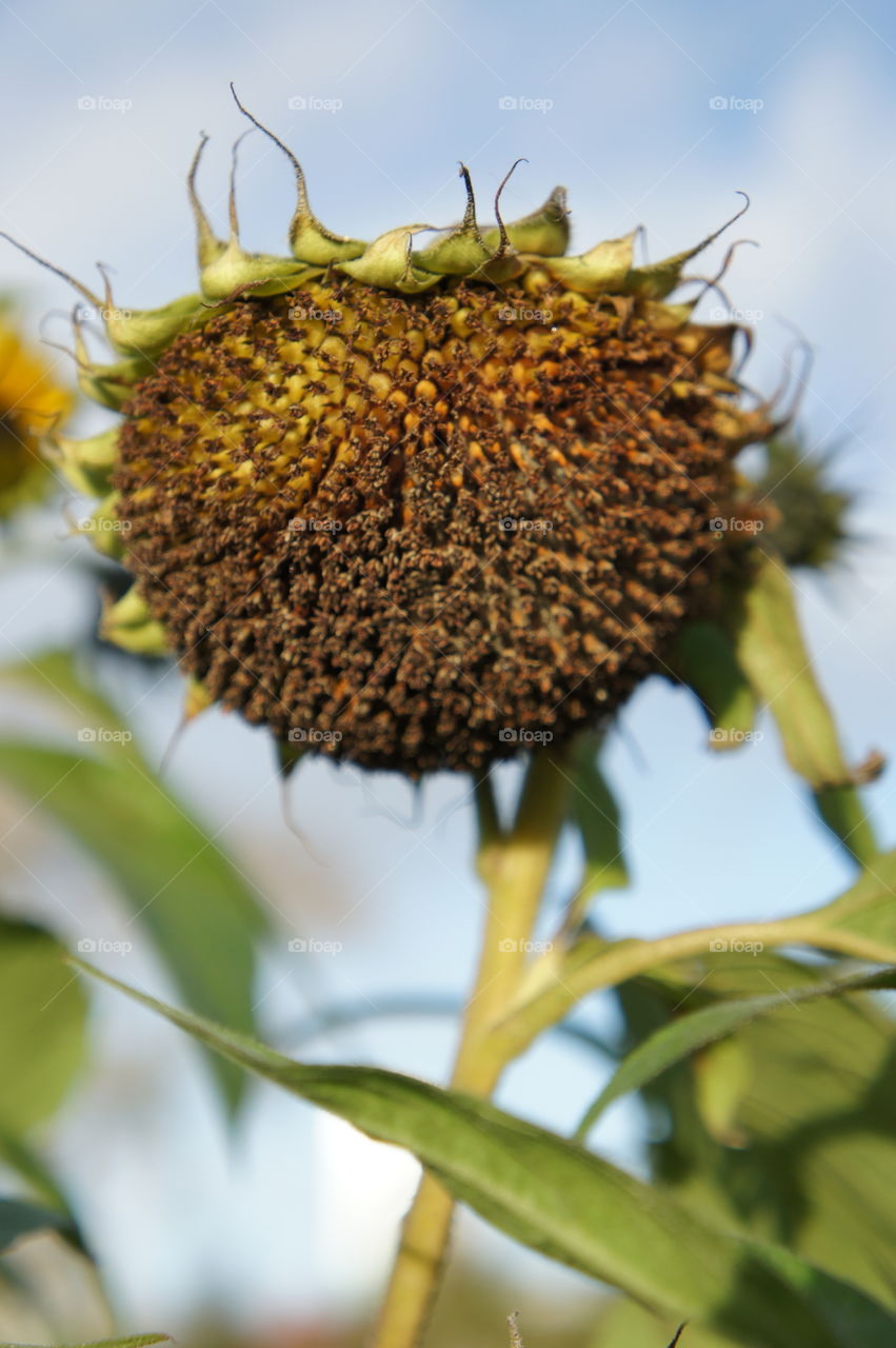 Sunflower in Autumn