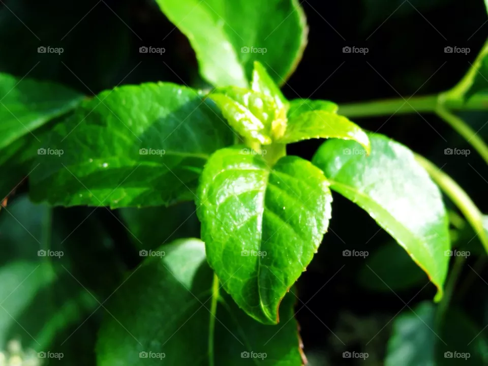 Green leaf