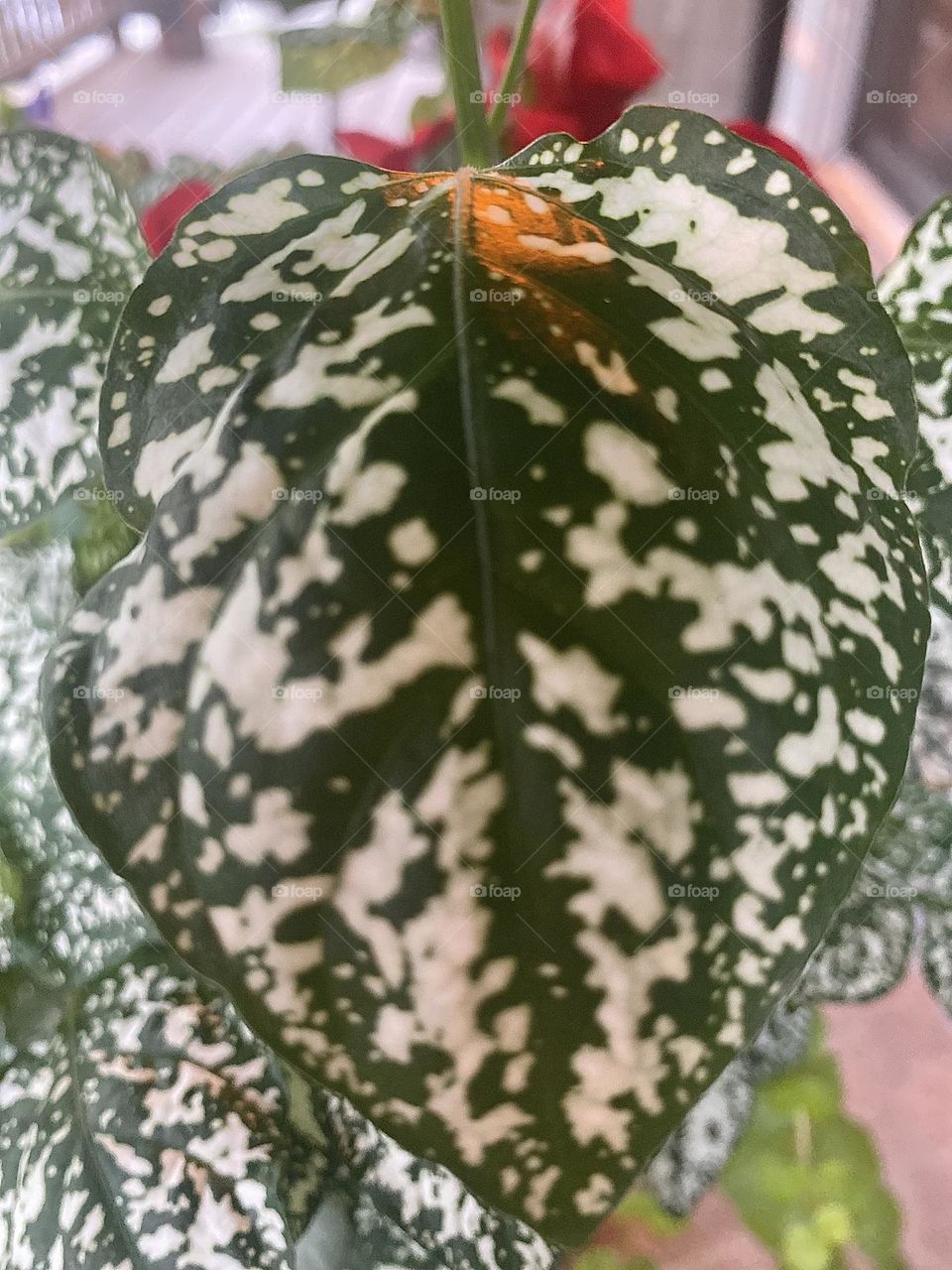 A close-up photograph of a dark green and white leaf of a plant. There is an orb of light welcoming you in for a closer look. 