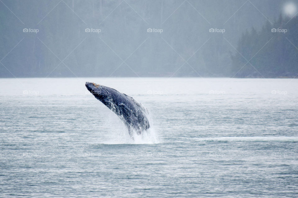Humpback whale in Alaska