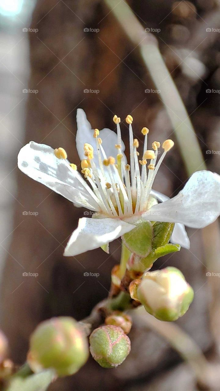 spring flower