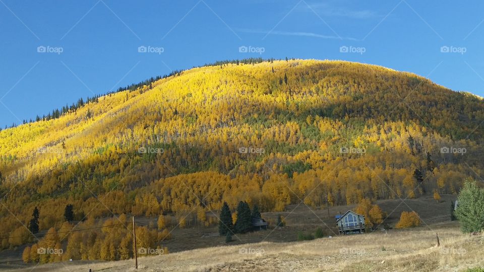 Tree, Landscape, Fall, No Person, Wood