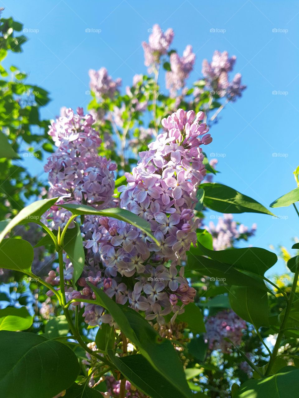 Beautiful lilac flowers blossom in the garden