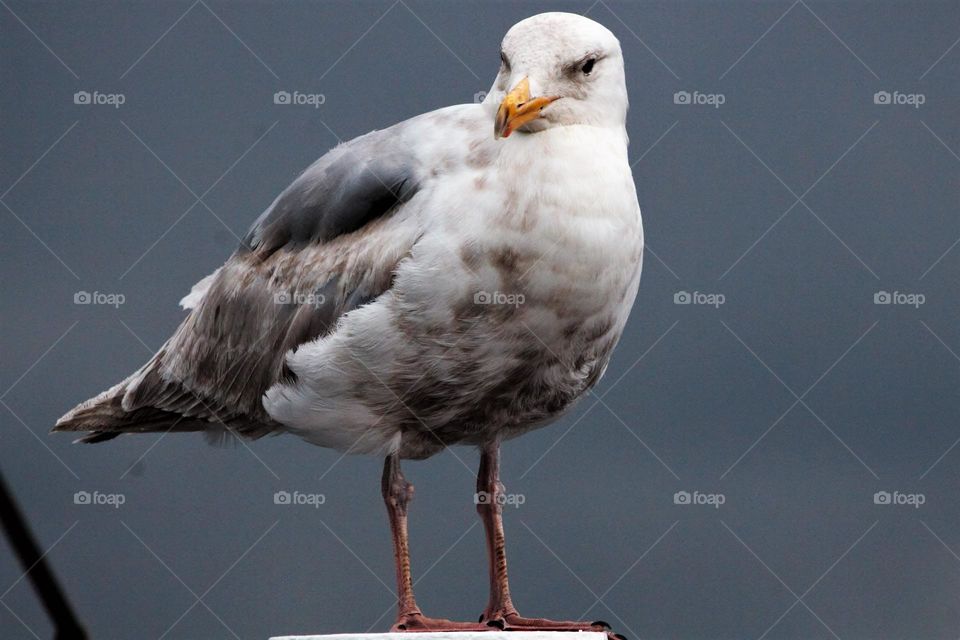 seagull